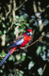A nice, colorful bird near Mt Tambourine, Australia. It has a nice blue tail, read and blue wings and head.