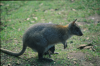 A closeup of a Wallaby mother with her son in her pocket