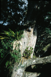Plants hung on a tree near Mt Tambourine, Autralia