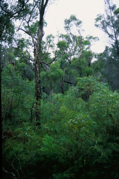 Some nicely colored trees.Shot on a small island near Brisbane, Australia