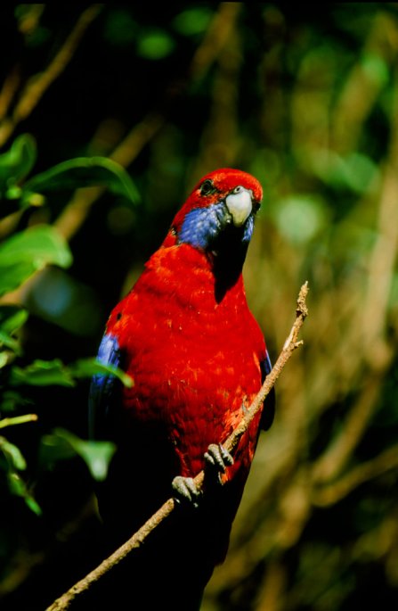 A nice, colorful bird near Mt Tambourine, Australia. It has a nice blue tail, read and blue wings and head, it's looking at you!