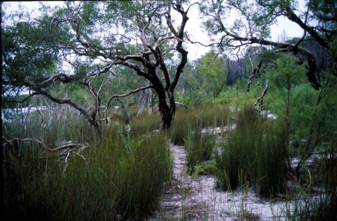 Some trees, shot on a small island in front of Brisbane (Australia), there is some white sand amongst the green plants, and a lake nearby