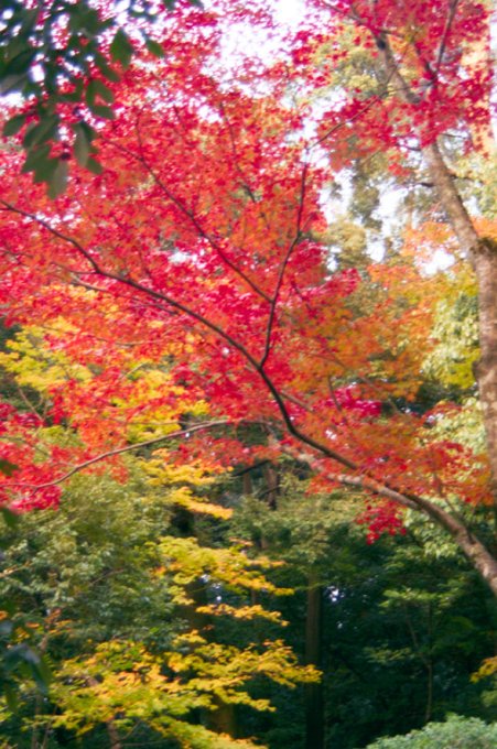 Tree colors in the Golden Temple park