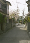 A small street in Tsujido, with a cherry tree with nice flowers