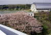 Cherry blossom seen from the top of the tau building in Keio University, Fujisawa. On the back there is a gymnasium