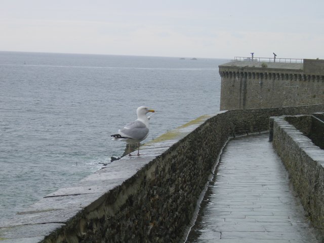 Un goeland sur les remparts