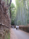 Foret de bambous, Arashiyama, Kyoto, Japon.