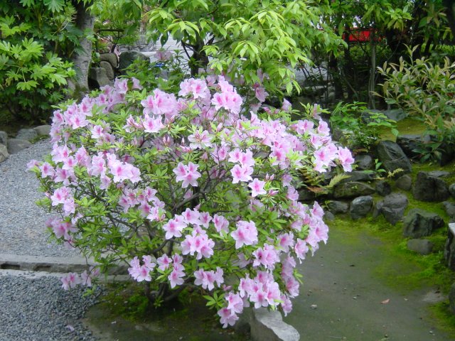 Bosquet fleuri pres du temple de Tenryu-Ji. Kyoto, Japon.