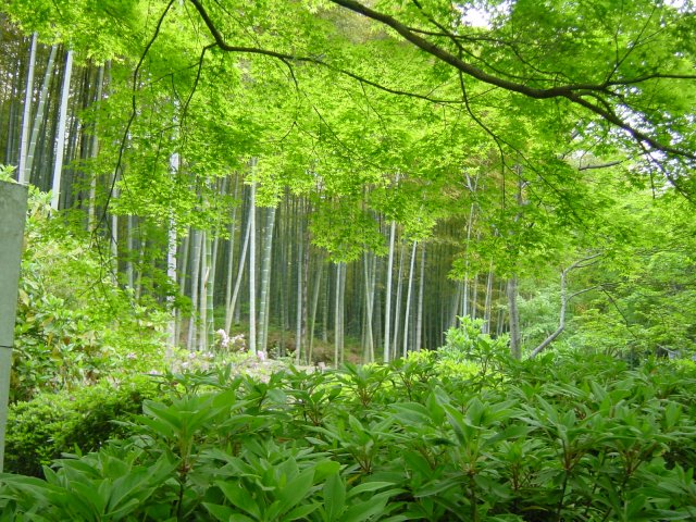 Foret de bambous a Arashiyama, pres du jardin de Sogenchi, lui meme pres du temple de Tenryu-Ji. Kyoto, Japon.