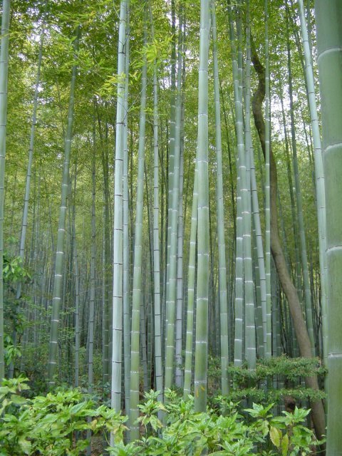 Foret de bambous, Arashiyama, Kyoto, Japon.