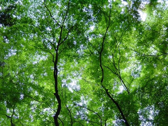 Lumiere au travers des arbres, Arashiyama, Kyoto, Japon.