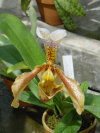 Paphiopedilum major, ou sabot de venus. Jardin de Shinjuku, Tokyo, Japon.