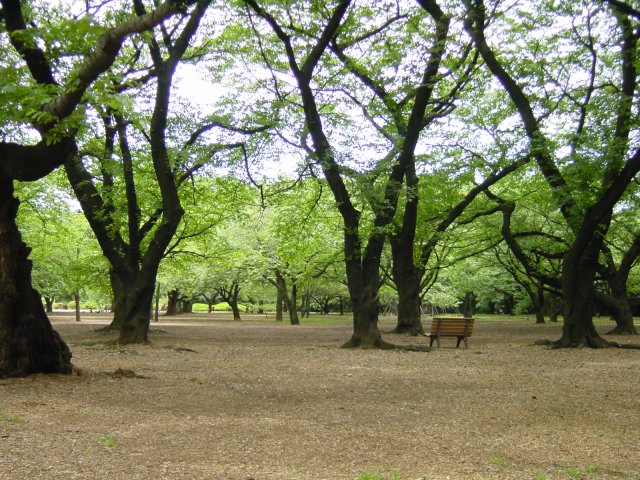 Parc de Shinjuku, Tokyo, Japon.