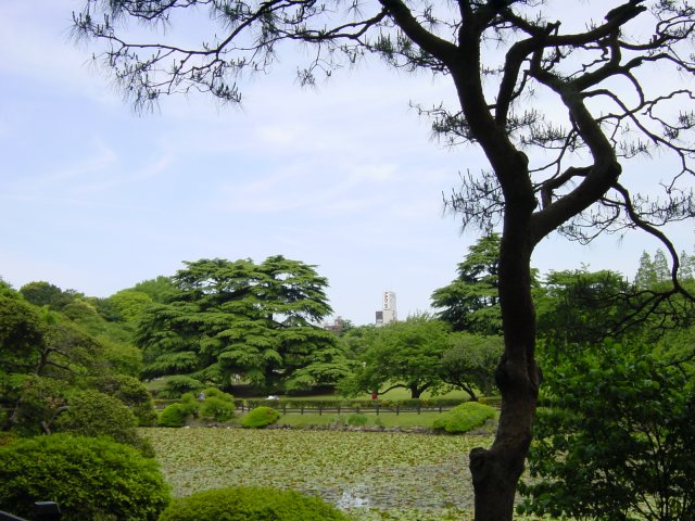 Un etang au milieu des arbres, un immeuble au loin. Parc de Shinjuku, Tokyo, Japon.