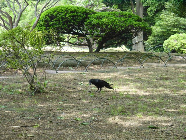 Corbeau dans le parc de Shinjuku, Tokyo, Japon.