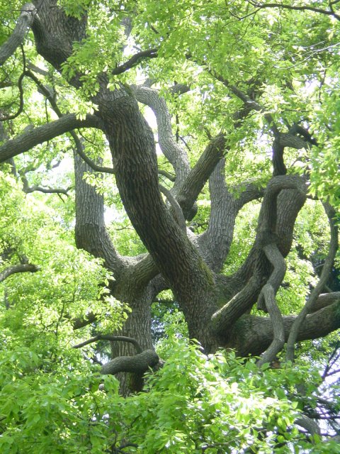 Contraste sylvestre. Parc de Shinjuku, Tokyo, Japon.