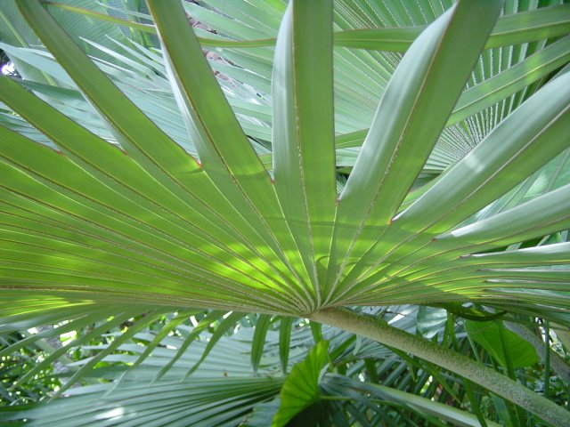 Feuille de palmier Jardin de Shinjuku, Tokyo, Japon.