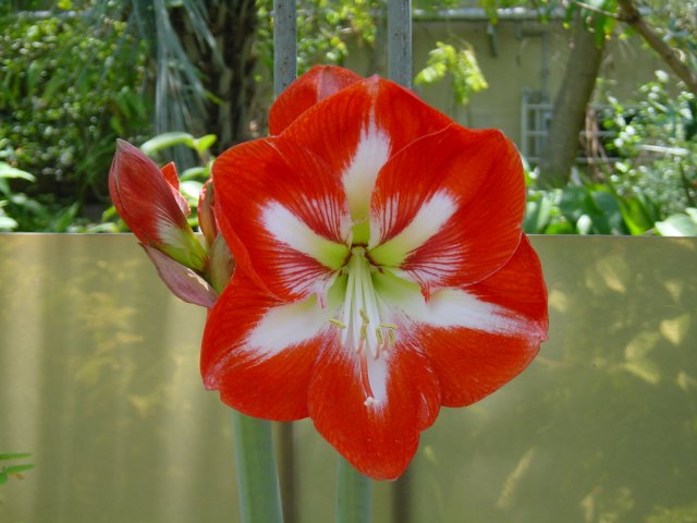 Hippeastrum x acramannii (amaryllis rouge). Jardin de Shinjuku, Tokyo, Japon.