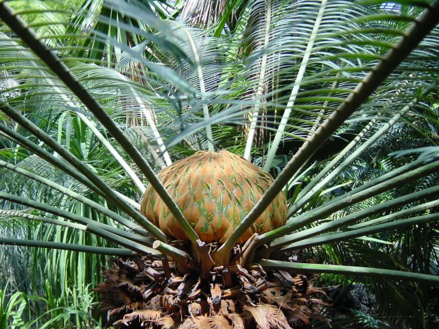 Cycas revoluta (faux palmier), dit Sagou du Japon. Jardin de Shinjuku, Tokyo, Japon.