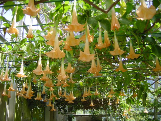 Brugmansia, anciennement datura. Jardin de Shinjuku, Tokyo, Japon.