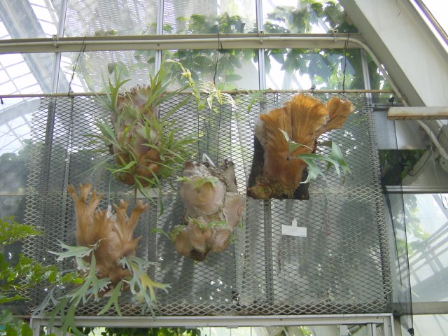 Diverses varietes de platycerium. Jardin de Shinjuku, Tokyo, Japon.