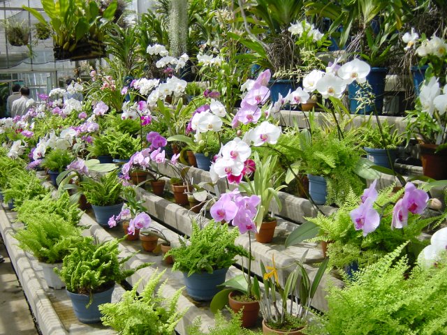 Phalaenopsis. Jardin de Shinjuku, Tokyo, Japon.