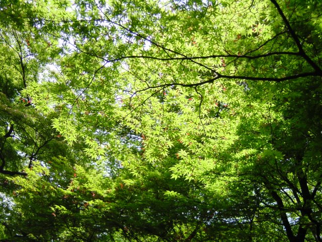 Feuillage, parc de Shinjuku, Tokyo, Japon.