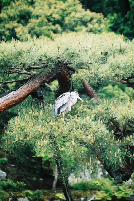 Heron de l'etang du temple de Tenryu-Ji, Kyoto, Japon.