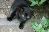 Le petit chat aux yeux bleus apeure en voyant le photographe. Nice, aout 2002.