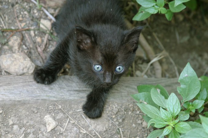 Le petit chat se demande a quelle sauce il va etre mange. Nice, aout 2002.