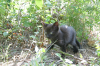 Le petit chat apprend a chasser... les branches d'olivier. Nice, septembre 2002.