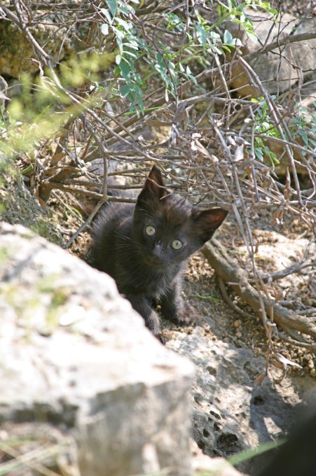 15 jours plus tard, les yeux du chats sont devenus vert, il est toujours aussi mefiant, ainsi que sa mere, a quelques metres de lui. Nice, septembre 2002.