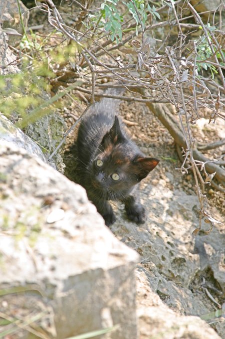 Apres une phase d'hesitation, le chat se demande si la falaise est franchissable. Nice, septembre 2002.