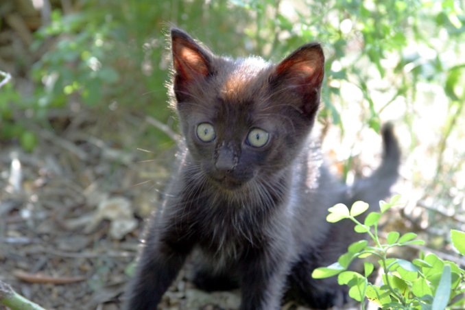 Dans la penombre, le chat essaie de comprendre comment une branche peut bouger comme ca. Nice, septembre 2002.