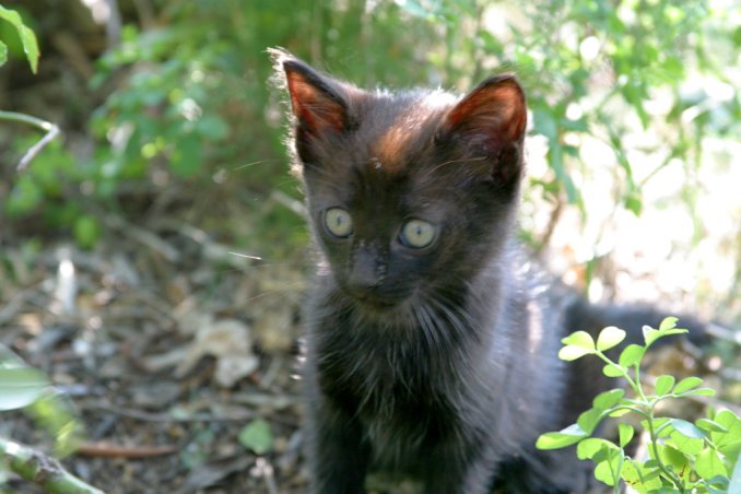 Le chat attend que la branche veuille bien s'approcher de lui. Septembre 2002, Nice.