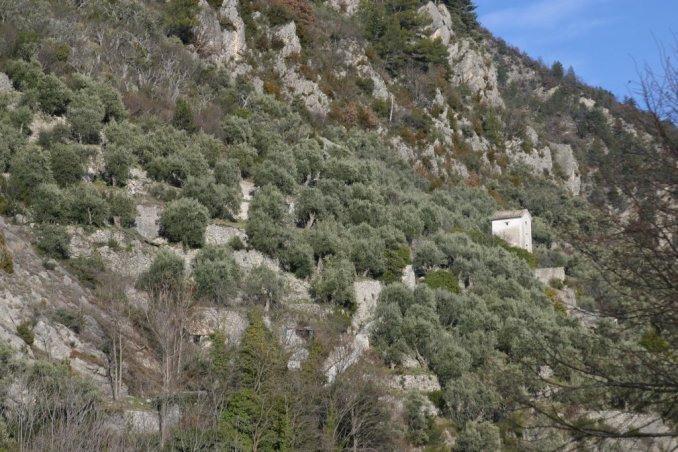 Oliveraie situee a l'est du village d'Entrevaux